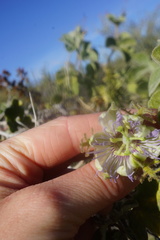 Passiflora arida