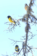Coccothraustes abeillei