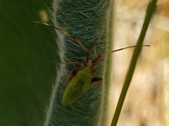 Creontiades rubrinervis