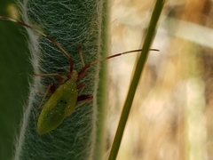 Creontiades rubrinervis