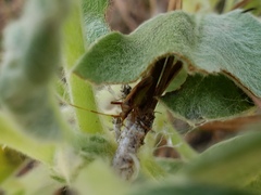 Creontiades rubrinervis