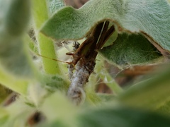 Creontiades rubrinervis