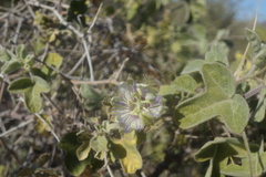 Passiflora arida