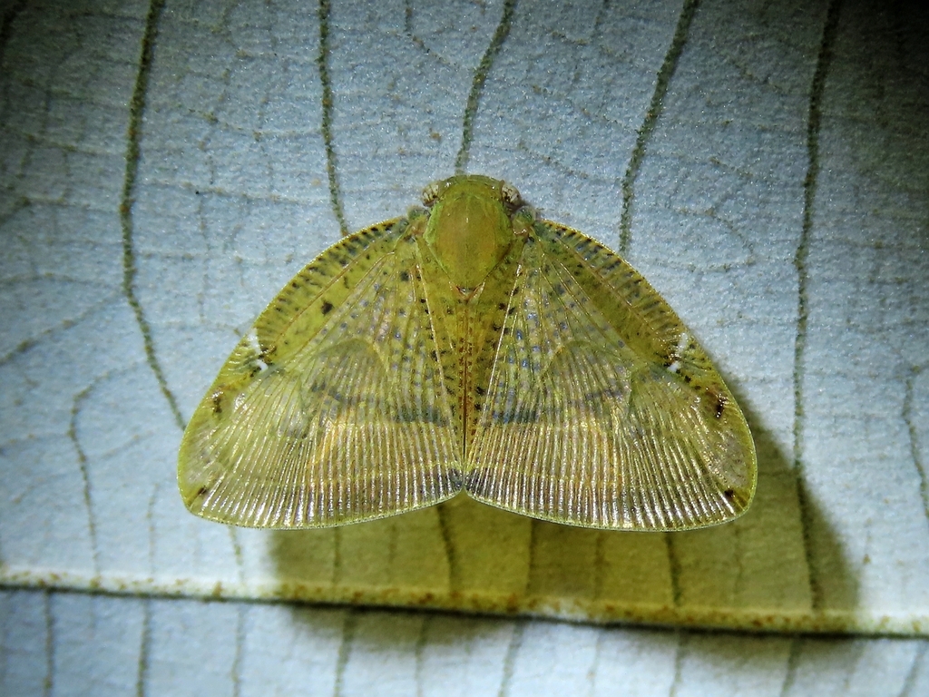 Ricanoides pipera