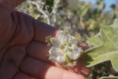 Passiflora arida