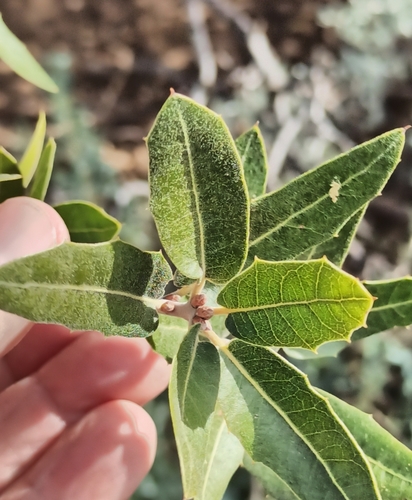 Peninsular Oak