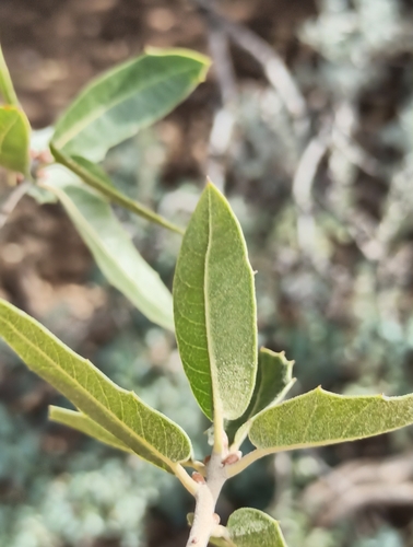 Peninsular Oak