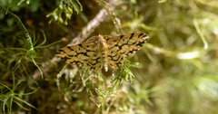 Goniopteroloba biconjuncta