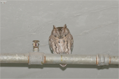 Otus semitorques