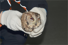 Otus semitorques