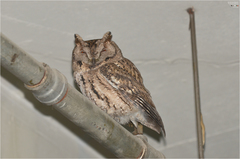 Otus semitorques