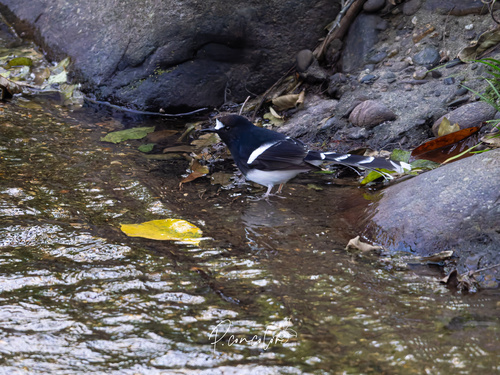 White-crowned Forktail