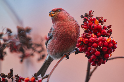 Pine Grosbeak