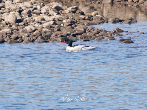 Scaly-sided Merganser