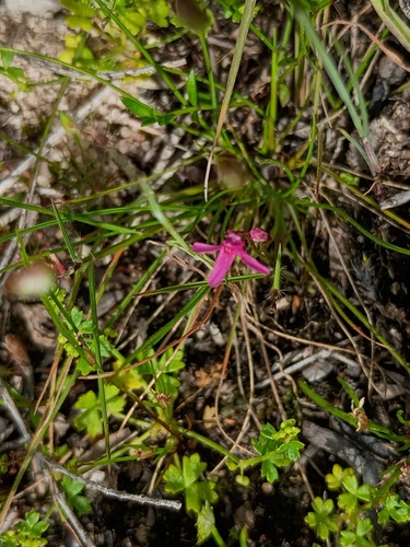 Pink Bladderwort (Utricularia tenella)