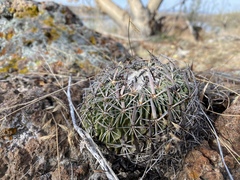 Echinofossulocactus zacatecasensis