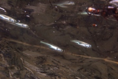 Aldrichetta forsteri