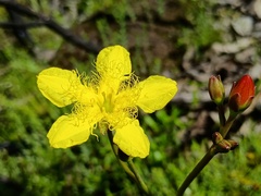 Ornduffia reniformis, photograph (c) grampianshiker, some rights reserved (CC BY)