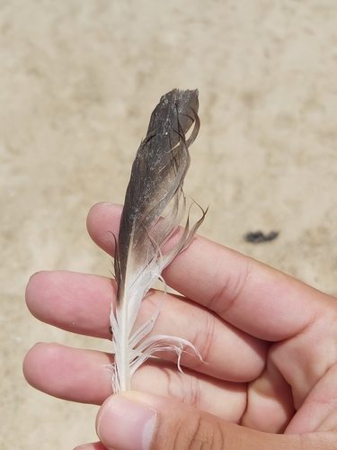 Plume de Labbe pomarin