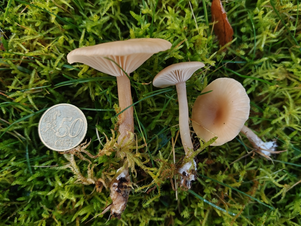 Clitocybe fragrans · December 2025 · photo: © maiglocke (iNaturalist, cc-by-nc)