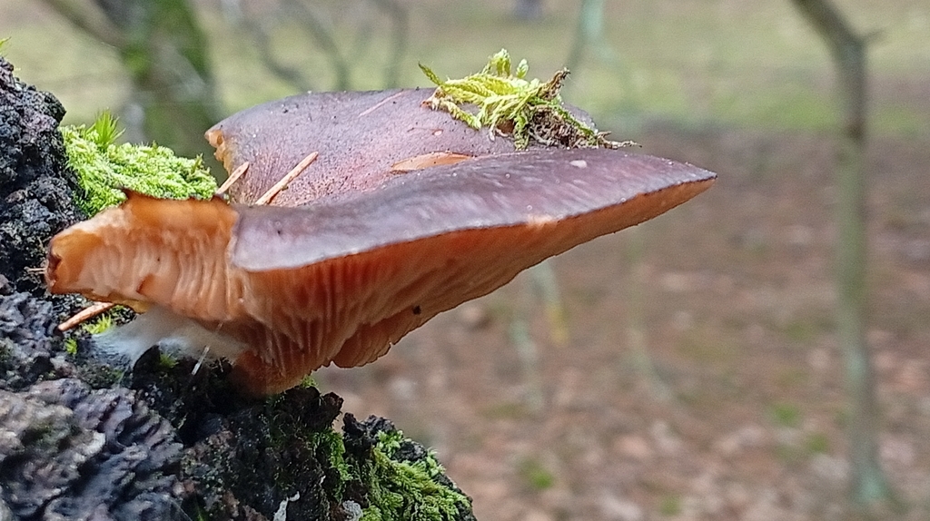 Sarcomyxa serotina · December 2025 · photo: © svitlana-kyiak (iNaturalist, cc0)