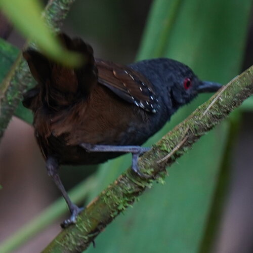 Dull-mantled Antbird (Sipia laemosticta), photo 8