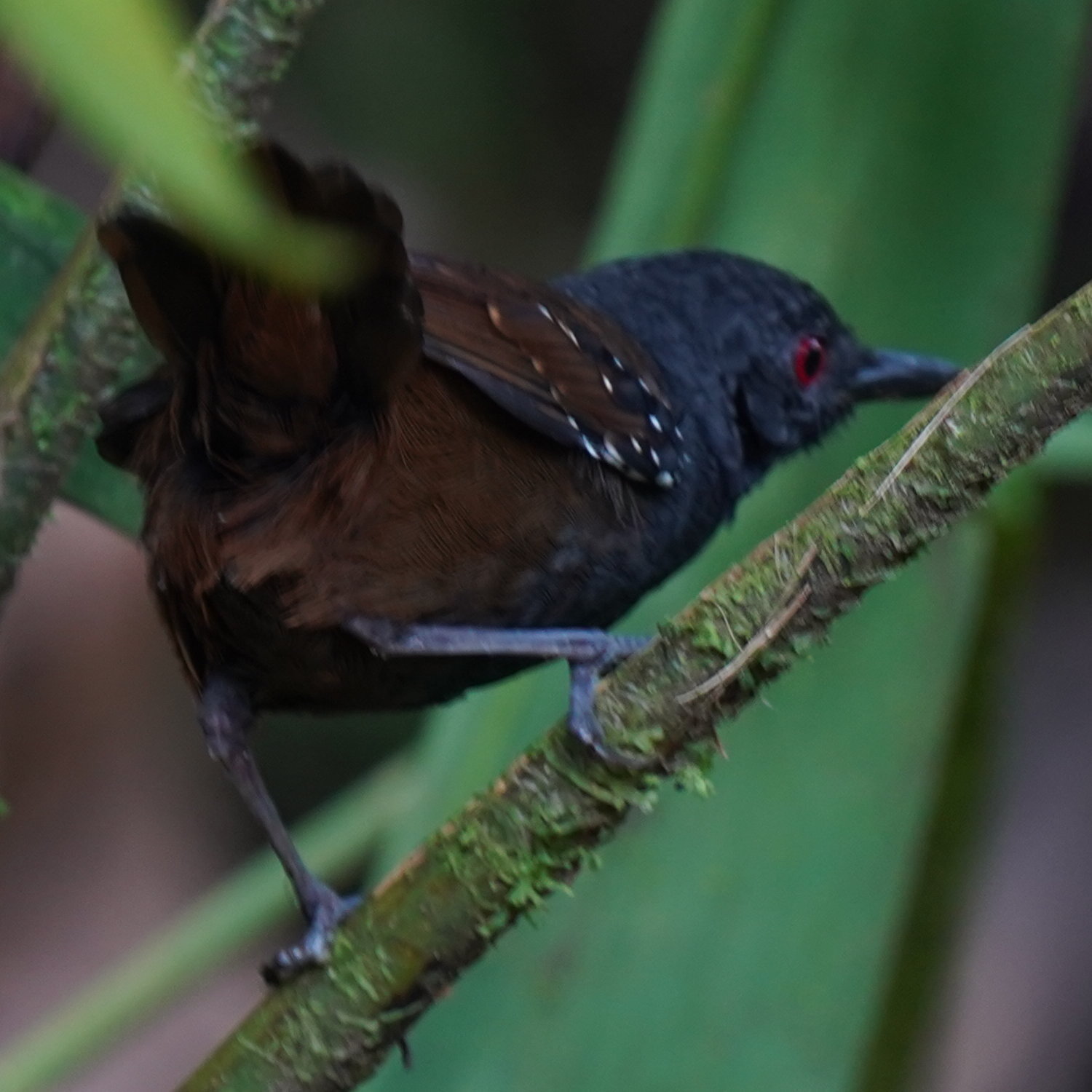Dull-mantled Antbird (Sipia laemosticta), photo 9
