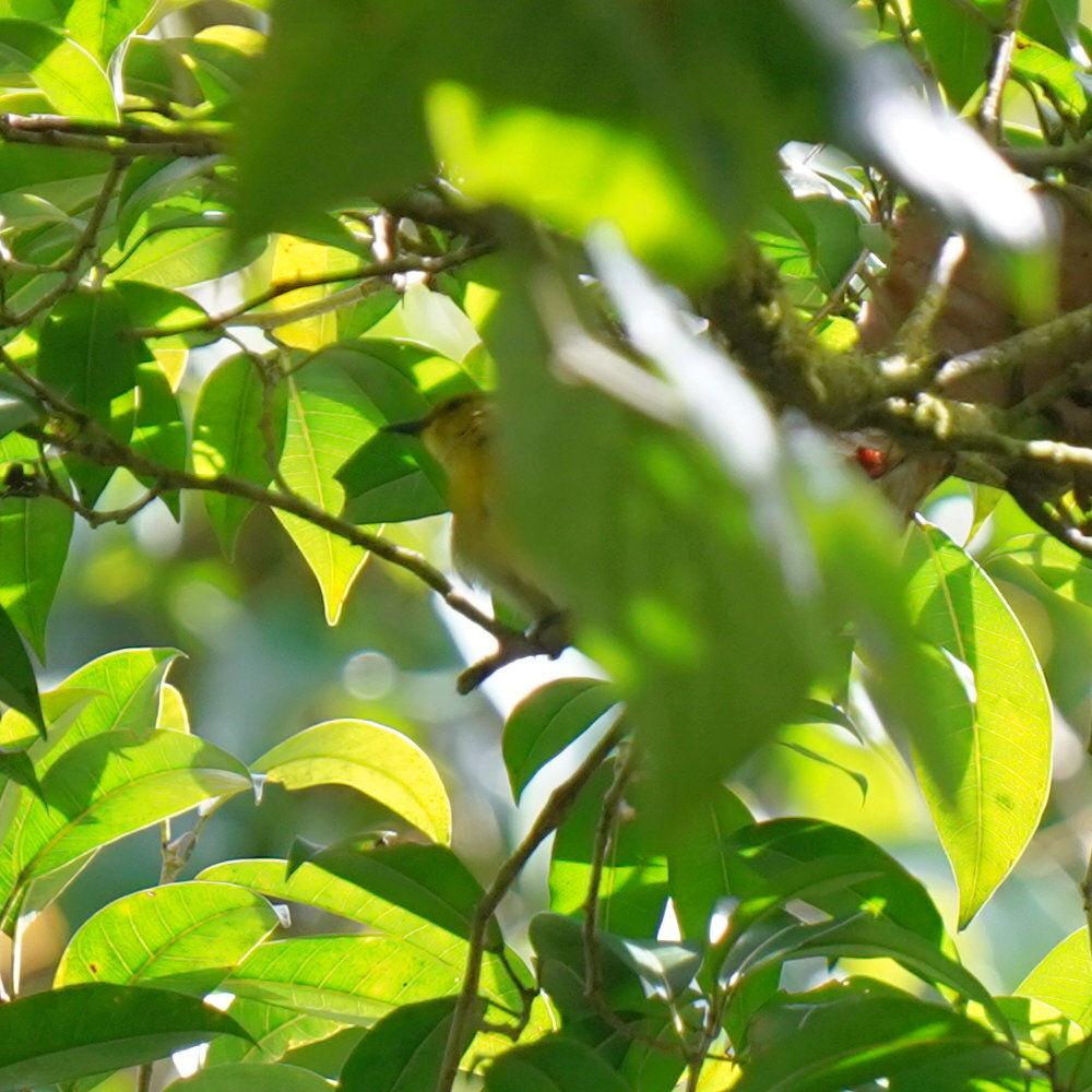 Black-and-yellow Tanager (Chrysothlypis chrysomelas), photo 9