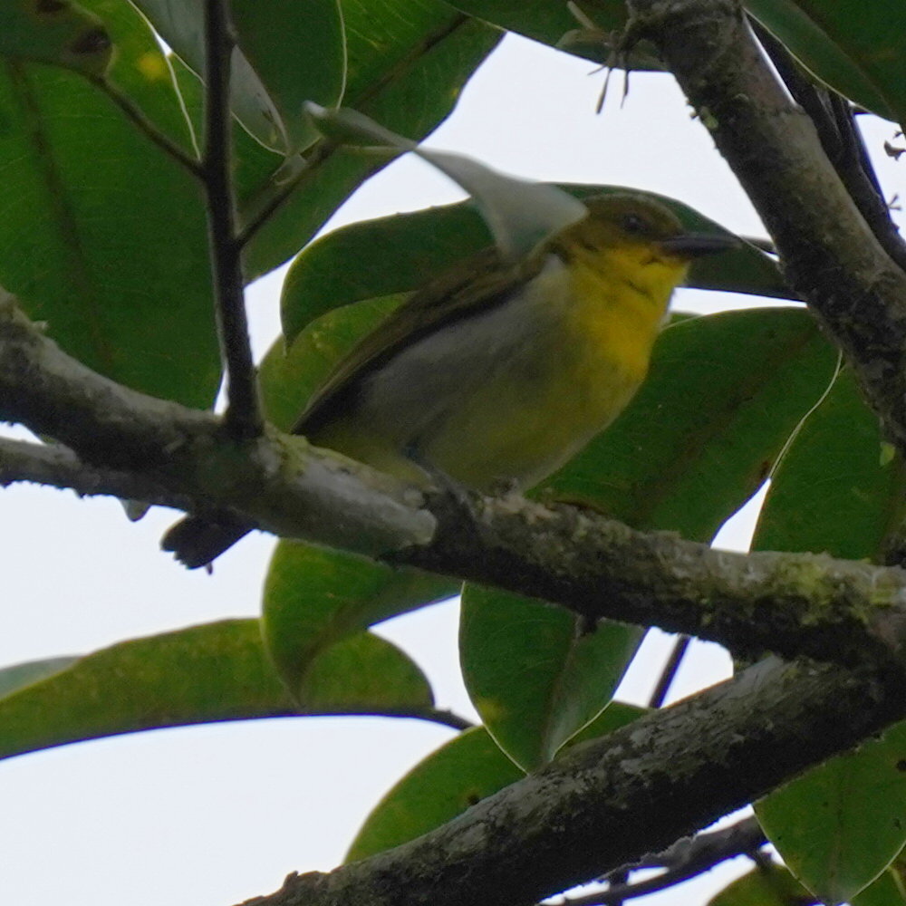 Black-and-yellow Tanager (Chrysothlypis chrysomelas), photo 3