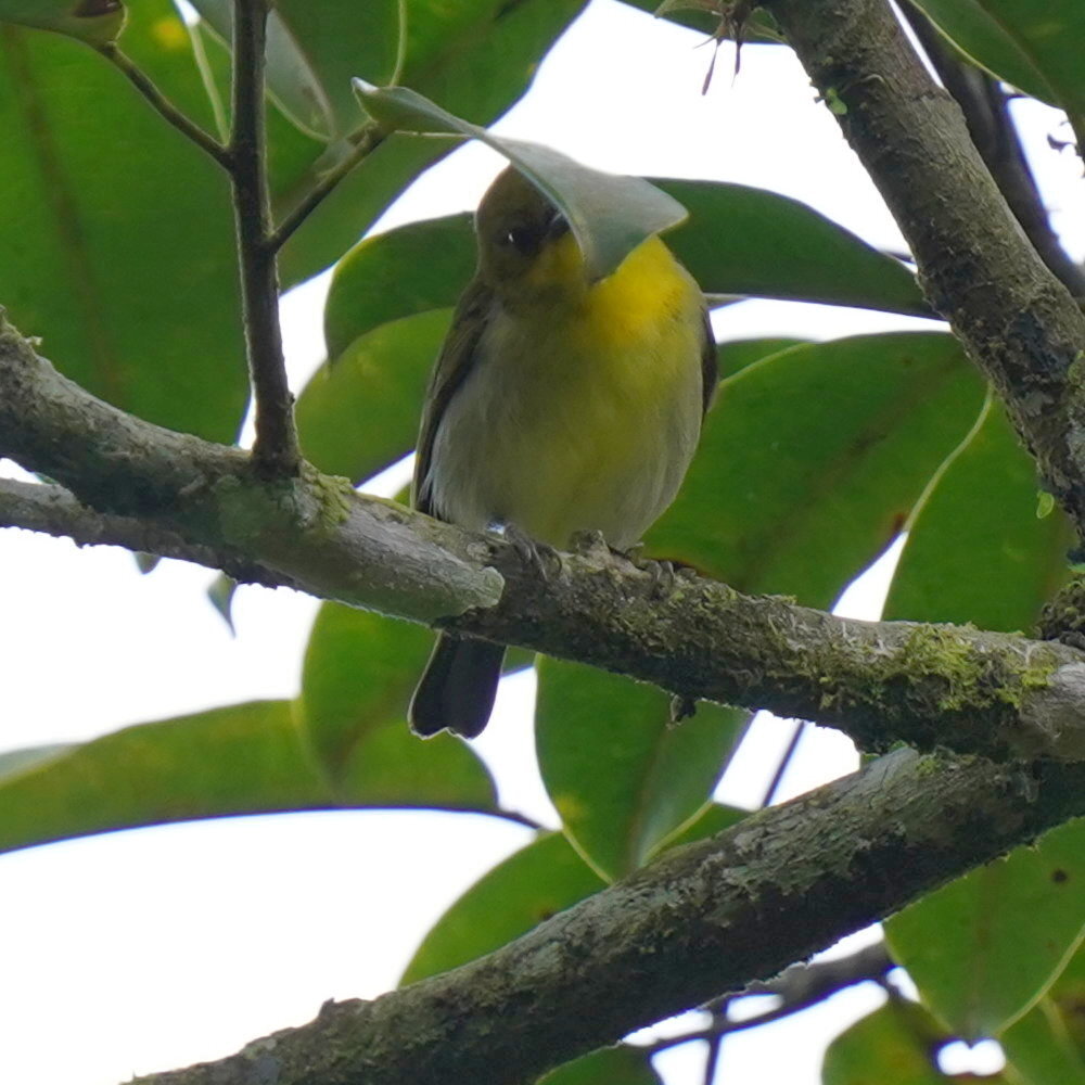 Black-and-yellow Tanager (Chrysothlypis chrysomelas), photo 4