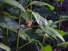 Basileuterus tristriatus