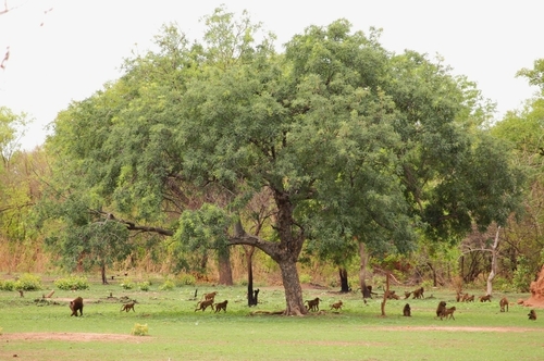 Guinea Baboon