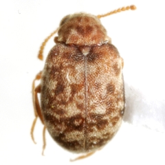 Ganascus ventricosus