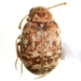 Ganascus ventricosus - Photo (c) Mike Quinn, Austin, TX, some rights reserved (CC BY-NC), uploaded by Mike Quinn, Austin, TX