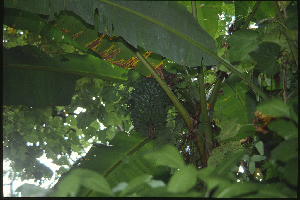 Musa schizocarpa