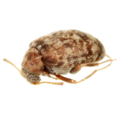 Ganascus ventricosus