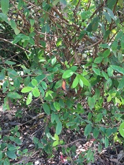 Hypericum geminiflorum