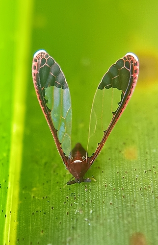 Leomelicharia nigrovittata, 2025-12-11