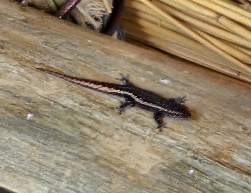 Bradfield's Dwarf Gecko