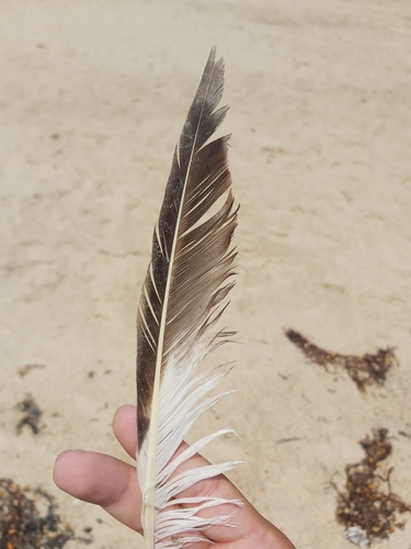 Plume de Labbe pomarin
