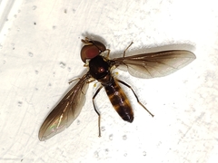 Ocyptamus antiphates