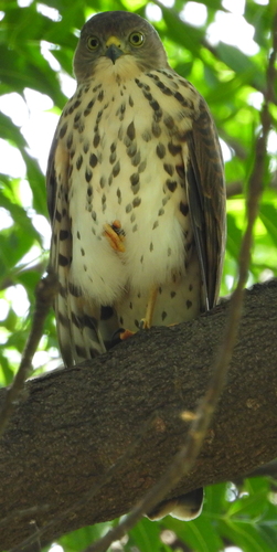 Little Sparrowhawk (Tachyspiza minulla), photo 6