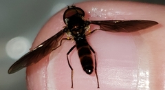 Ocyptamus antiphates