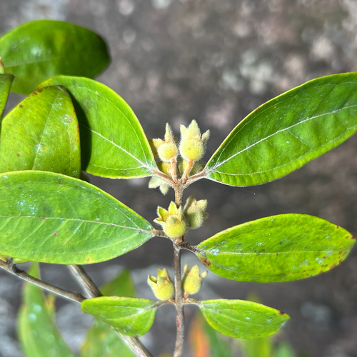 Rhodomyrtus trineura observed 2025-11-22