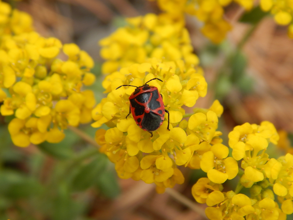 Kabaah Insects Cabbage Bugs, Caper Bugs and Allies from Кангалассы, Респ. Саха (Якутия ...
