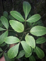 Pseudopanax gilliesii