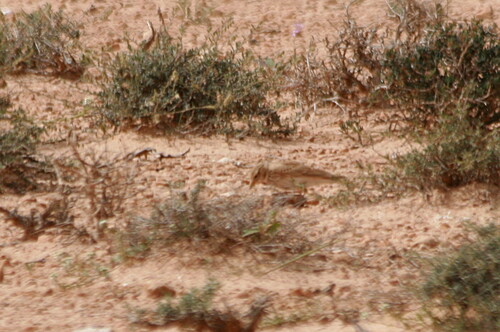 Eurasian Skylark