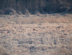 Hydropotes inermis argyropus