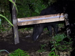 Tapirus pinchaque