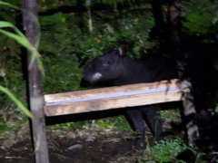 Tapirus pinchaque